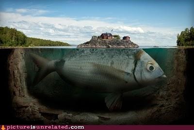 What Does That Fish Eat?