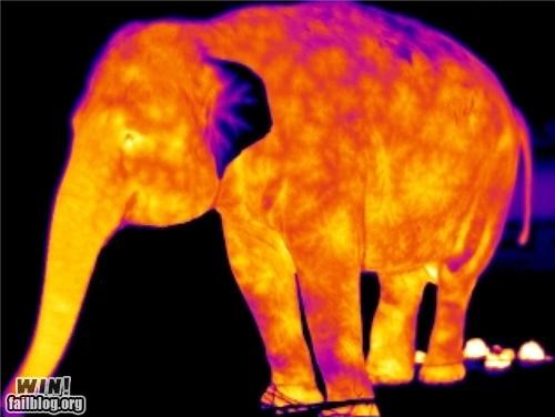 Thermal Elephant WIN