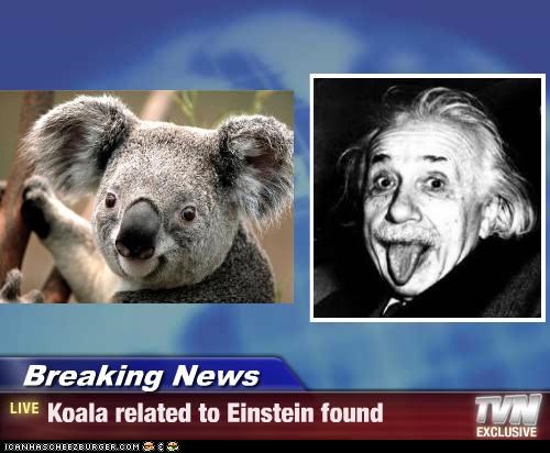 Breaking News - Koala related to Einstein found