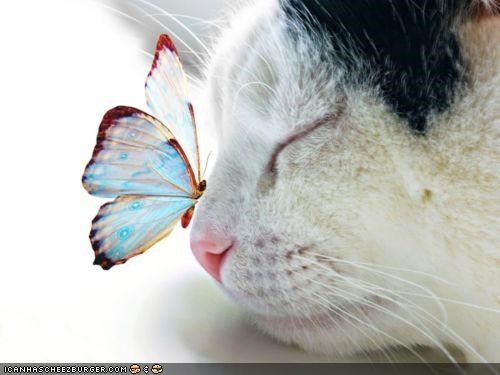 Cyoot Kitteh of teh Day: From Caterpillar to Butterfly