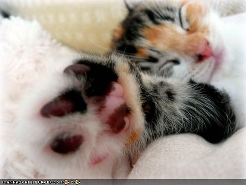 Cyoot Kitteh of teh Day: Kome a Lil' Closer Sew Ai Can Slapz Ur Fayse