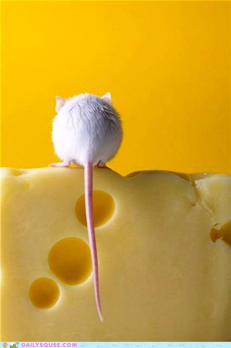 A Cute and Cheesy Tail
