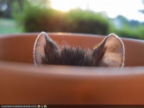 Cyoot Kittehs of teh Day: Iz Hidin' in Ur Flower Potz, Overhearing Ur Conversashunz