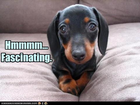 Plz, tell me moar.