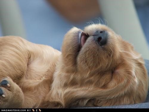 Cyoot Puppeh ob teh Day: Happy Naptime!