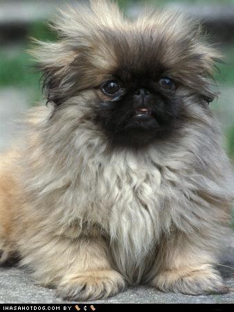 Cyoot Puppeh ob teh Day: How Does My Hair Look?