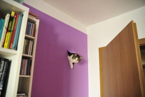Cat Out Of Nowhere of the Day