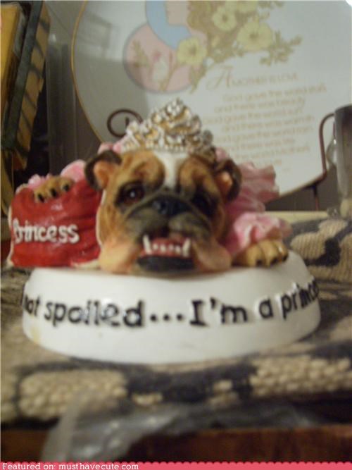 Spoiled Bulldog