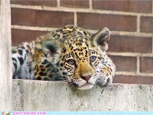 Squee Spree: Thinking Jaguar Thoughts