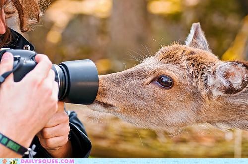 Acting Like Animals: I'm In Your Camera...