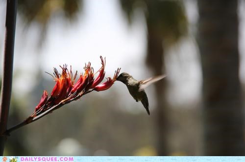 Hummingnoms