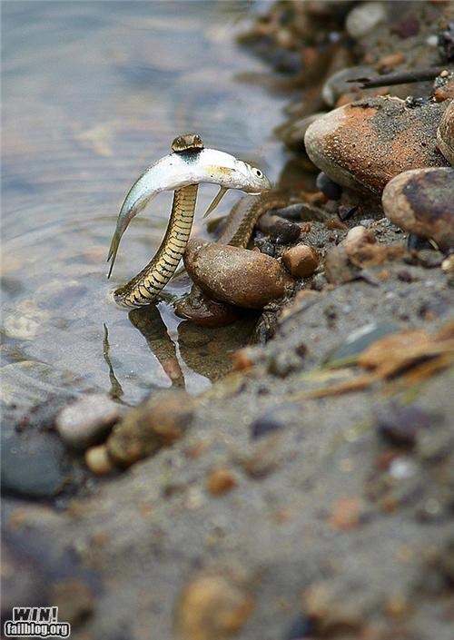 Mother Nature FTW: Nice Catch!