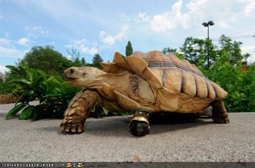 The Six Million Dollar Tortoise