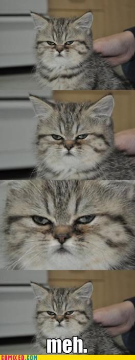 The General Attitude of All Cats Everywhere