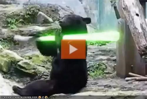 VIDEO: Bear Plays With Lightsaber