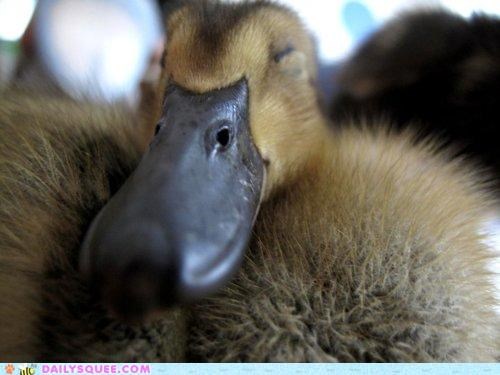 Squee Spree Victory For Ducklings!