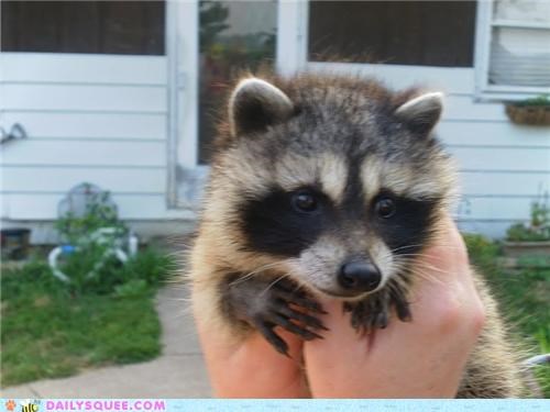Annie the Raccoon