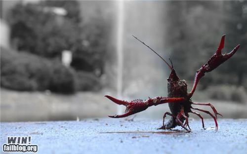 Mother Nature FTW: Happy Crawfish