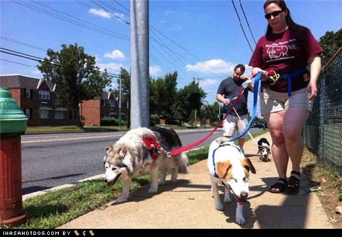 Blind Dog Rescue Alliance Helps Dogs In Need