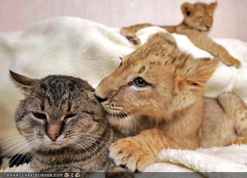 Cyoot Kittehs of teh Day: Are You Sure We're Related?