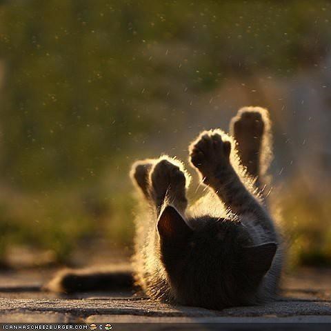 Cyoot Kitteh of teh Day: Iz Dis Hao U Sunbathe?