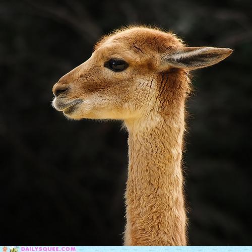 Long Long Llama Neck