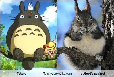 Totoro Totally Looks Like a Abert's squirrel