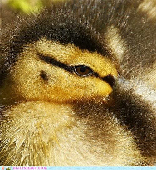 Squee Spree: Squee-Enhancing Zoom ON