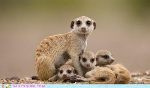 One Big Little Happy Family