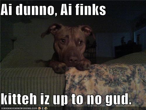 Ai dunno