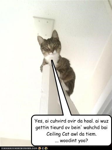 Yes, ai cuhvird ovir da hoal. ai wuz gettin tieurd ov bein' wahchd bai Ceiling Cat awl da tiem. ... woodint yoo?