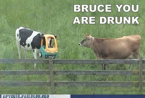 Crunk Critters: Bruce We're All Worried About You