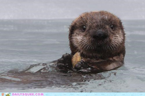 Putting the AWWWWWWWWWWW in Otter