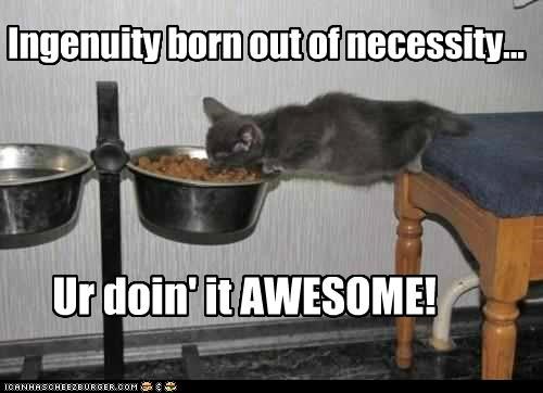 Kitteh:1 Noms:0