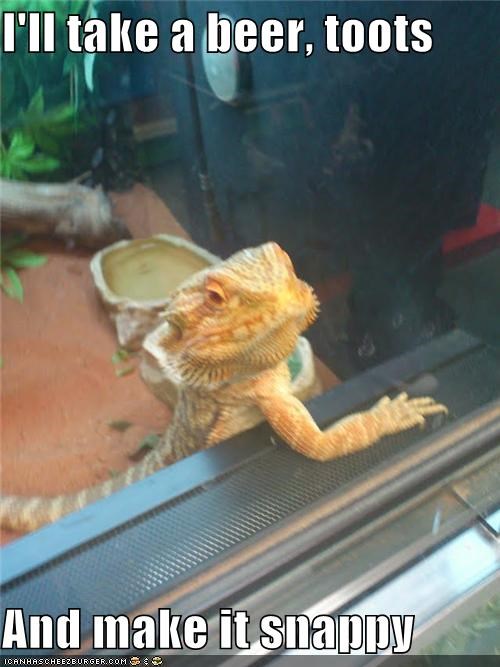 So a Bearded Dragon Walks Into a Bar...