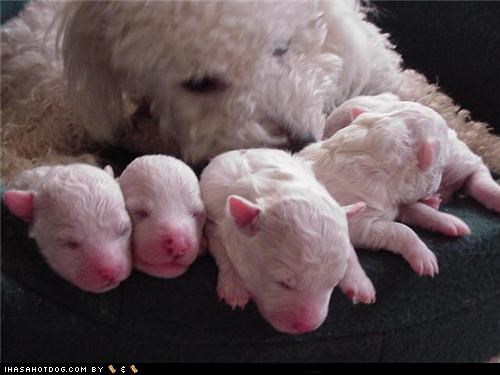 Cyoot Puppeh ob teh Day: Welcome to the World