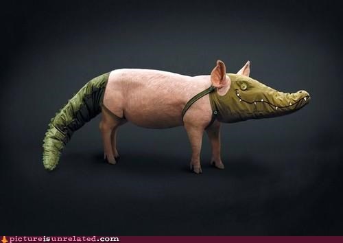 Gator Pig