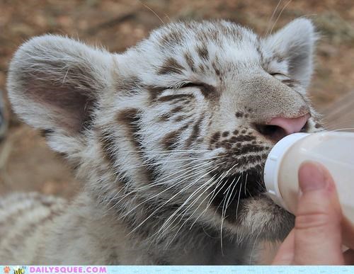 Milk is Magic