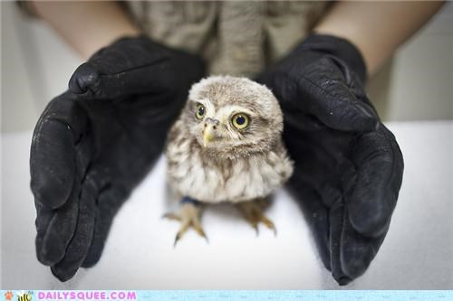 Letting the Owlet Out