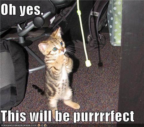 Oh yes.  This will be purrrrfect