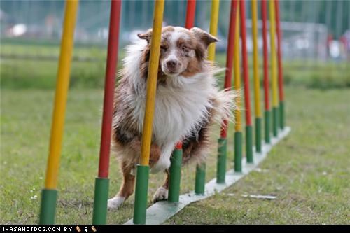 Goggie ob teh Week: Agility Champ
