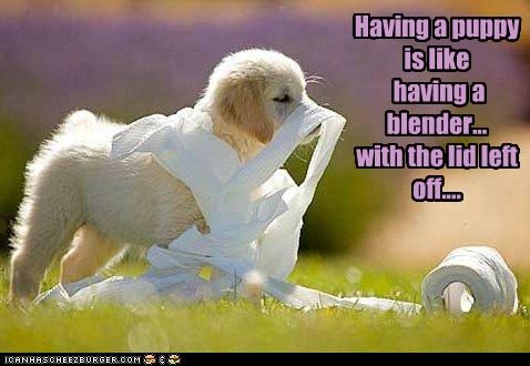 Having a puppy is like  having a blender... with the lid left off....