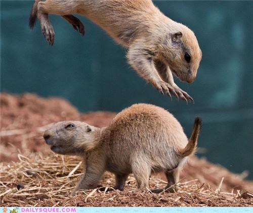 Squee Spree: The Element of Surprise