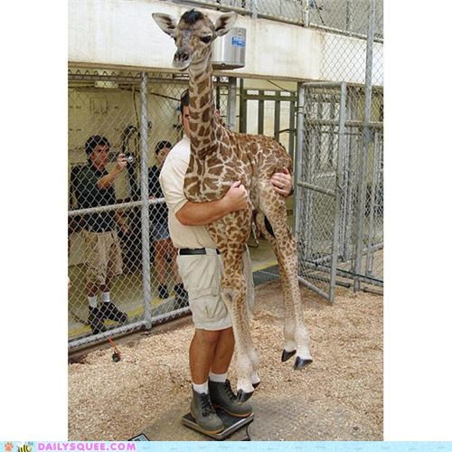 How to Weigh a Baby Giraffe