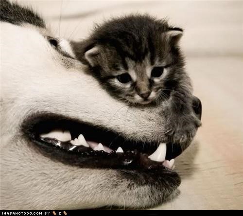 Kittehs R Owr Friends: I Pick You!