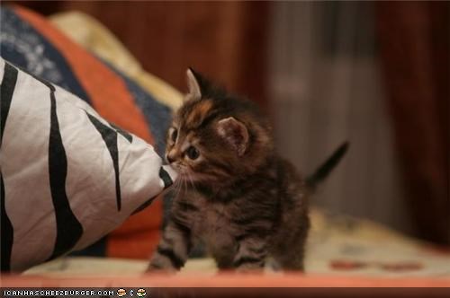 Cyoot Kitteh of teh Day: Ai Halpz U Maek teh Bed