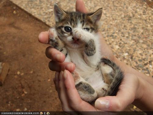 Cyoot Kitteh of teh Day: A Palmful of Shy