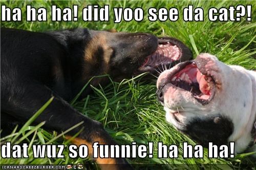 ha ha ha! did yoo see da cat?!  dat wuz so funnie! ha ha ha!