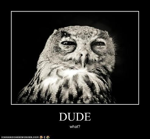 JUST SAY NO, OWL!  JUST SAY NO!