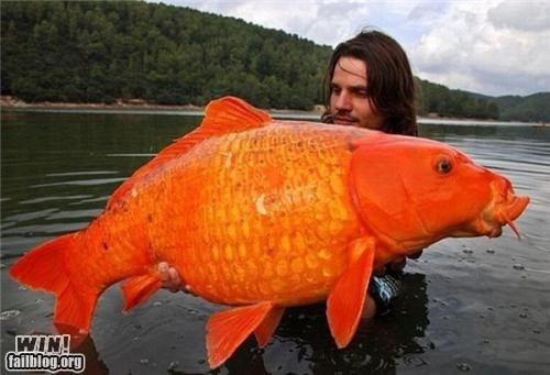 Gold Fish WIN